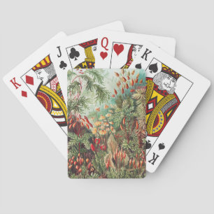 Mosses, Muscinae Laubmoose av Ernst Haeckel Casinokort