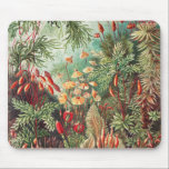 Mosses, Muscinae Laubmoose av Ernst Haeckel Musmatta<br><div class="desc">Muscinae Laubmoose av Ernst Haeckel Vintage Plants Mouse Pad</div>