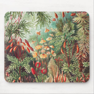 Mosses, Muscinae Laubmoose av Ernst Haeckel Musmatta