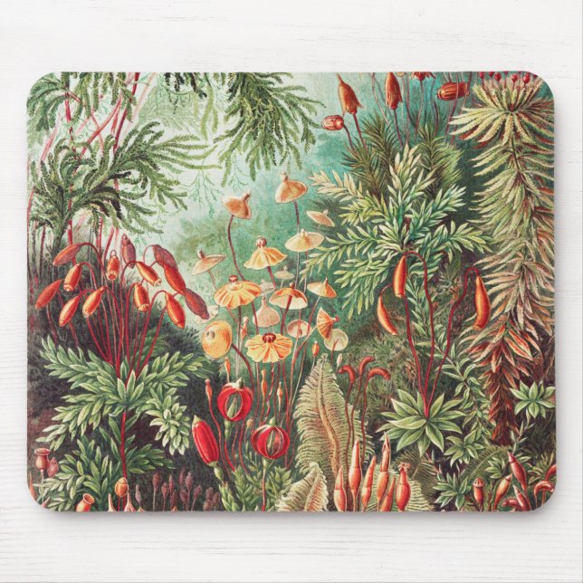 Mosses, Muscinae Laubmoose av Ernst Haeckel Musmatta (Framsidan)