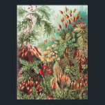 Mosses, Muscinae Laubmoose av Ernst Haeckel Poster<br><div class="desc">Muscinae Laubmoose av Ernst Haeckel Vintage Plants Poster</div>
