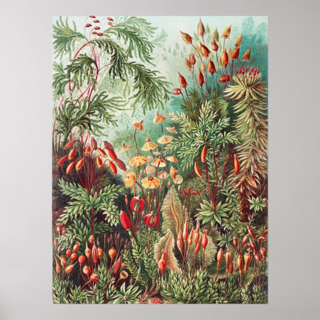 Mosses, Muscinae Laubmoose av Ernst Haeckel Poster (Framsidan)