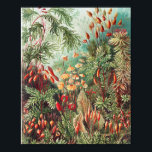 Mosses, Muscinae Laubmoose av Ernst Haeckel Poster<br><div class="desc">Muscinae Laubmoose av Ernst Haeckel Vintage Plants Poster</div>