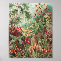Mosses, Muscinae Laubmoose av Ernst Haeckel