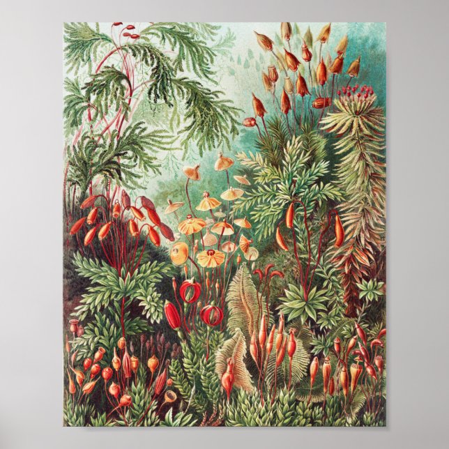 Mosses, Muscinae Laubmoose av Ernst Haeckel Poster (Framsidan)