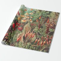 Mosses, Muscinae Laubmoose av Ernst Haeckel