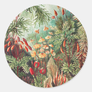 Mosses, Muscinae Laubmoose av Ernst Haeckel Runt Klistermärke
