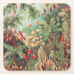 Mosses, Muscinae Laubmoose av Ernst Haeckel Underlägg Papper Kvadrat<br><div class="desc">Muscinae Laubmoose av Ernst Haeckel Vintage Plants Papprare Underlägg</div>