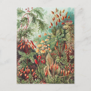 Mosses, Muscinae Laubmoose av Ernst Haeckel Vykort