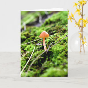 Mosses och Lichens med litet svamprum Kort