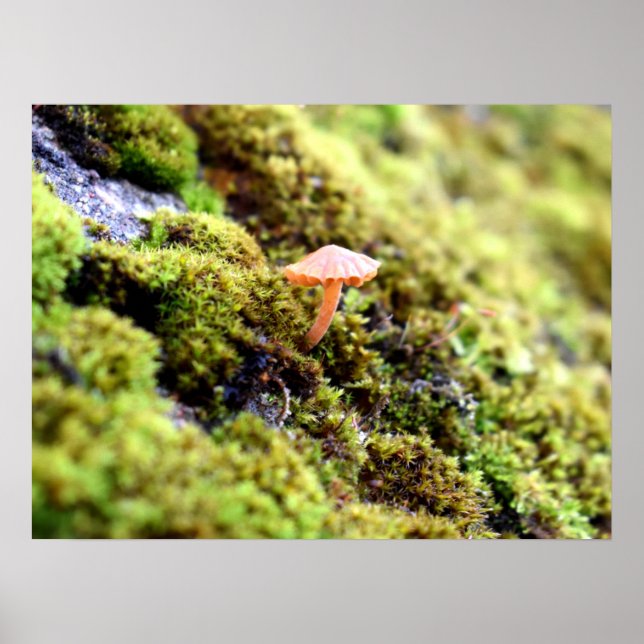 Mosses och Lichens med litet svamprum Poster (Framsidan)