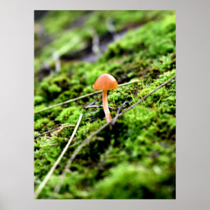 Mosses och Lichens med litet svamprum Poster