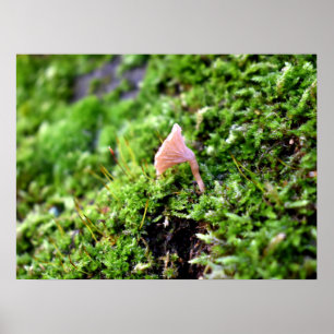Mosses och Lichens med litet svamprum Poster
