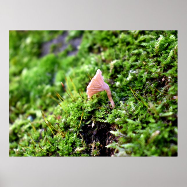 Mosses och Lichens med litet svamprum Poster (Framsidan)