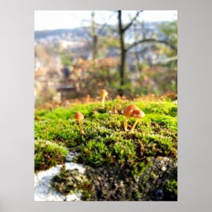 Mosses och Lichens med litet svamprum Poster
