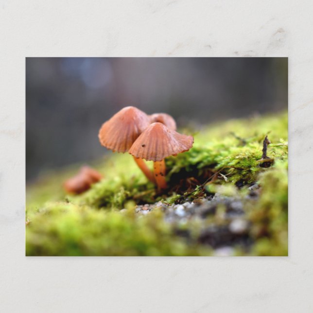 Mosses och Lichens med litet svamprum Vykort (Framsida)