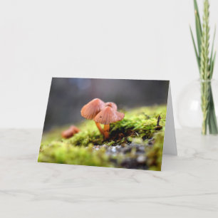Mosses och Lichens med små svampar Kort