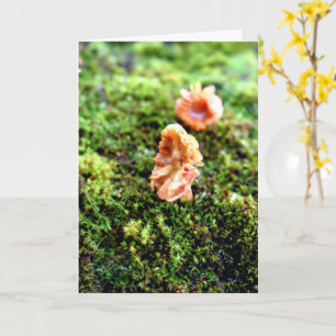 Mosses och Lichens med små svampar Kort