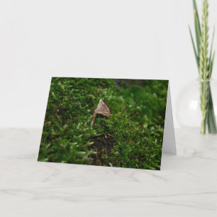 Mosses och Lichens med små svampar Kort