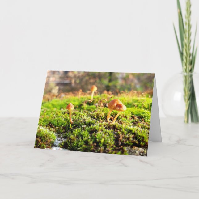 Mosses och Lichens med små svampar Kort (Framsida)
