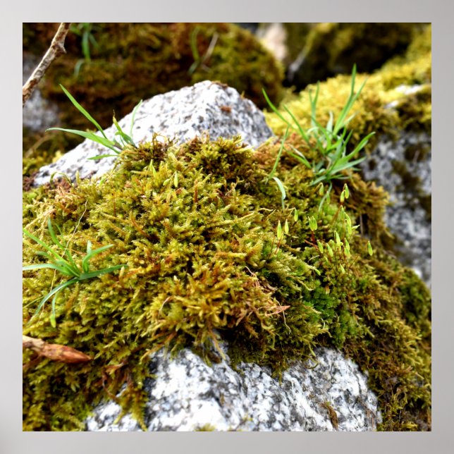 Mosses Poster (Framsidan)