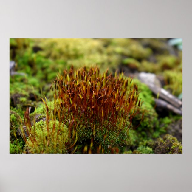 Mosses Poster (Framsidan)