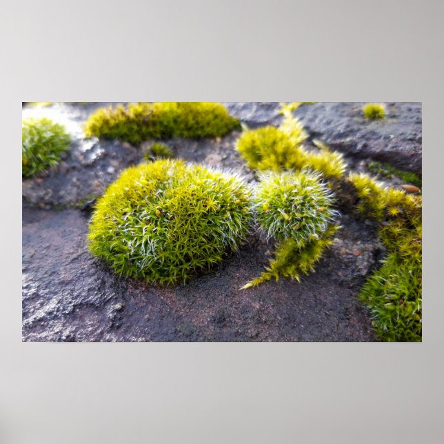 Mosses Poster (Framsidan)