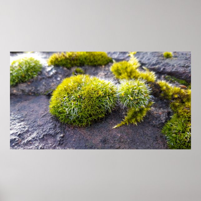 Mosses Poster (Framsidan)