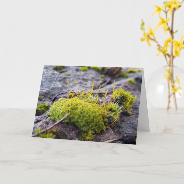 Mosses, Vår uppvaknande Kort (Gul blomma)