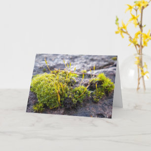 Mosses, Vår uppvaknande Kort