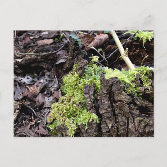 Mosses, Vår uppvaknande vykort (Framsida)