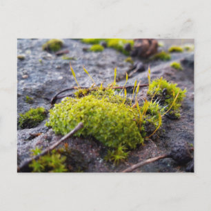 Mosses, Vår uppvaknande vykort