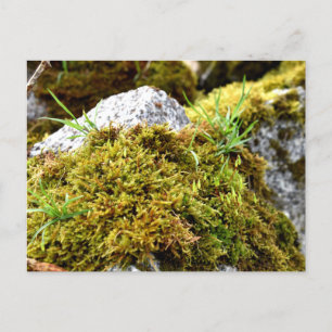 Mosses, Vår uppvaknande Vykort