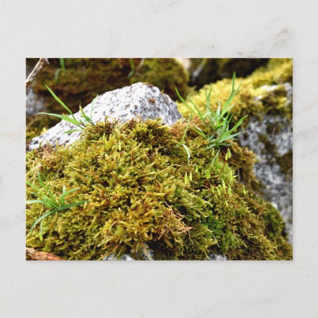 Mosses, Vår uppvaknande Vykort (Framsida)