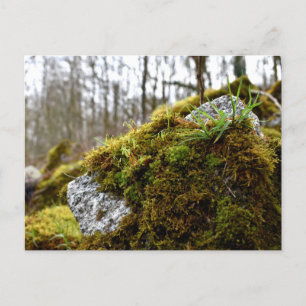 Mosses, Vår uppvaknande Vykort