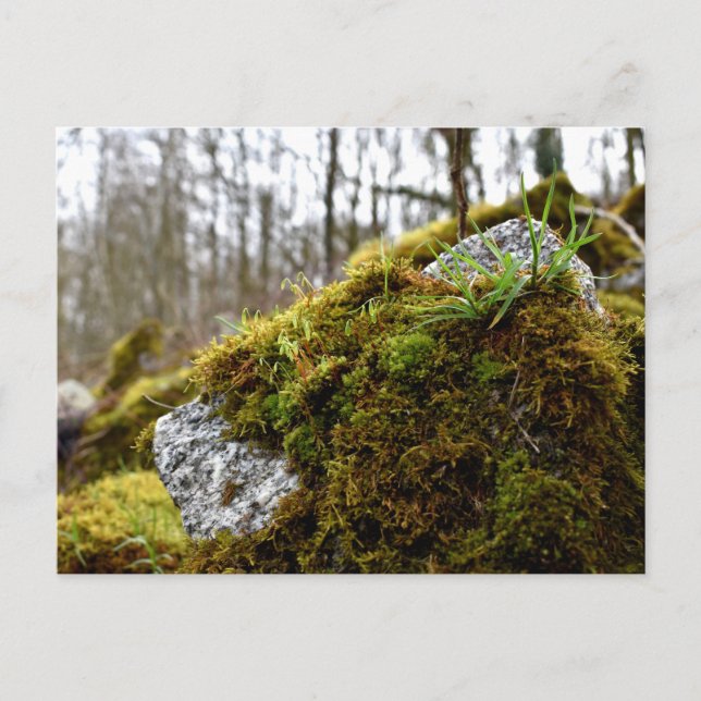 Mosses, Vår uppvaknande Vykort (Framsida)
