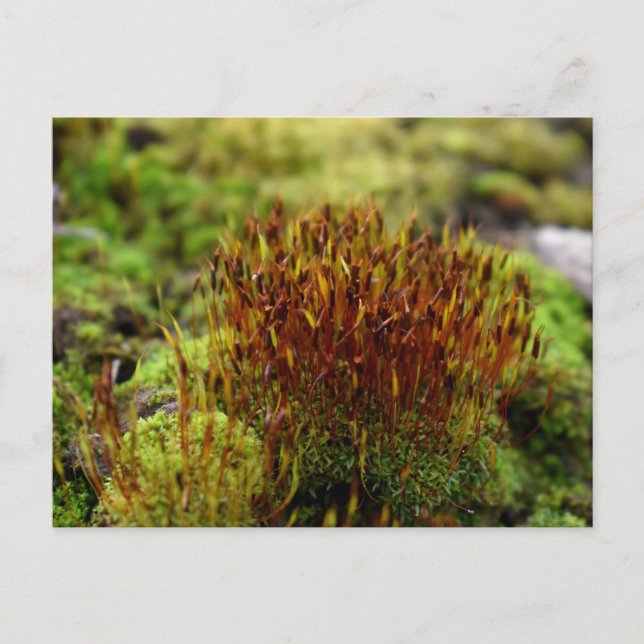 Mosses, Vår uppvaknande Vykort (Framsida)