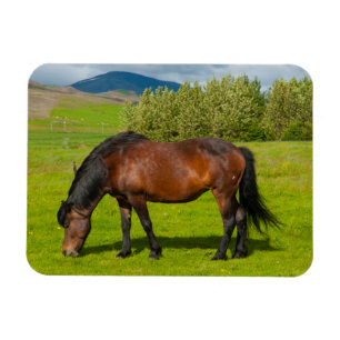 Mossfellsbaer Islands Horse Magnet