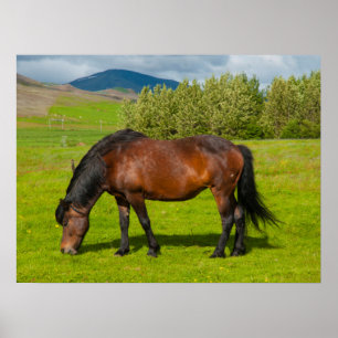 Mossfellsbaer Islands Horse Poster