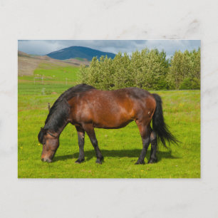 Mossfellsbaer Islands Horse Vykort