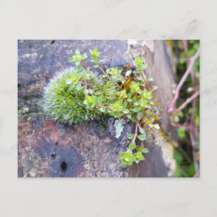 Mossor med små blommor, vårens uppvaknande vykort