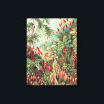 Mossor, Muscinae Laubmoose av Ernst Haeckel Canvastryck<br><div class="desc">Mossor,  Muscinae Laubmoose av Ernst Haeckel Canvastryck</div>