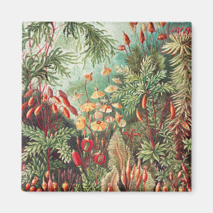 Mossor, Muscinae Laubmoose av Ernst Haeckel Magnet