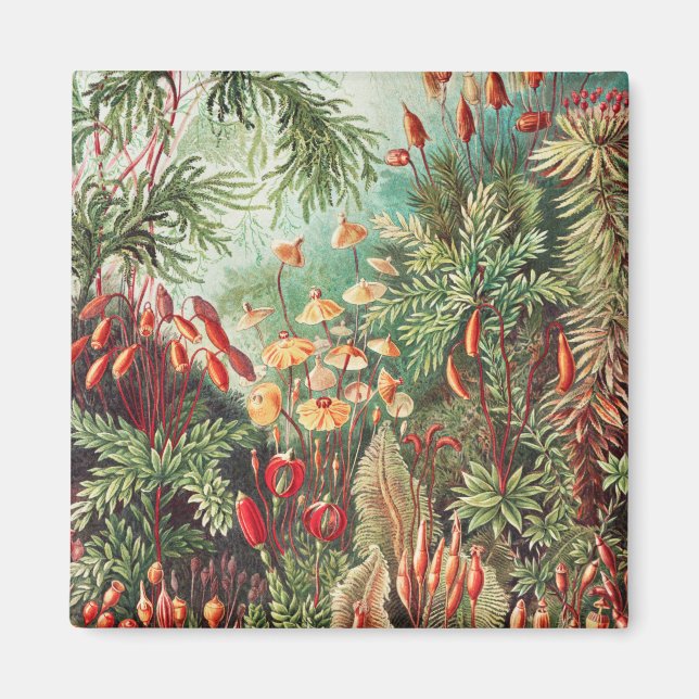 Mossor, Muscinae Laubmoose av Ernst Haeckel Magnet (Framsidan)