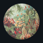 Mossor, Muscinae Laubmoose av Ernst Haeckel Magnet<br><div class="desc">Muscinae Laubmoose av Ernst Haeckel Vintage Växter Magnet</div>