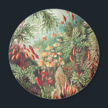 Mossor, Muscinae Laubmoose av Ernst Haeckel Magnet<br><div class="desc">Muscinae Laubmoose av Ernst Haeckel Vintage Växter Magnet</div>
