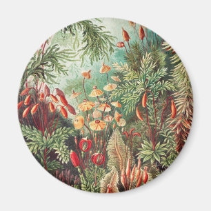 Mossor, Muscinae Laubmoose av Ernst Haeckel Magnet