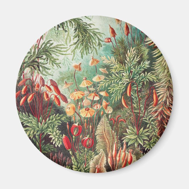 Mossor, Muscinae Laubmoose av Ernst Haeckel Magnet (Framsidan)