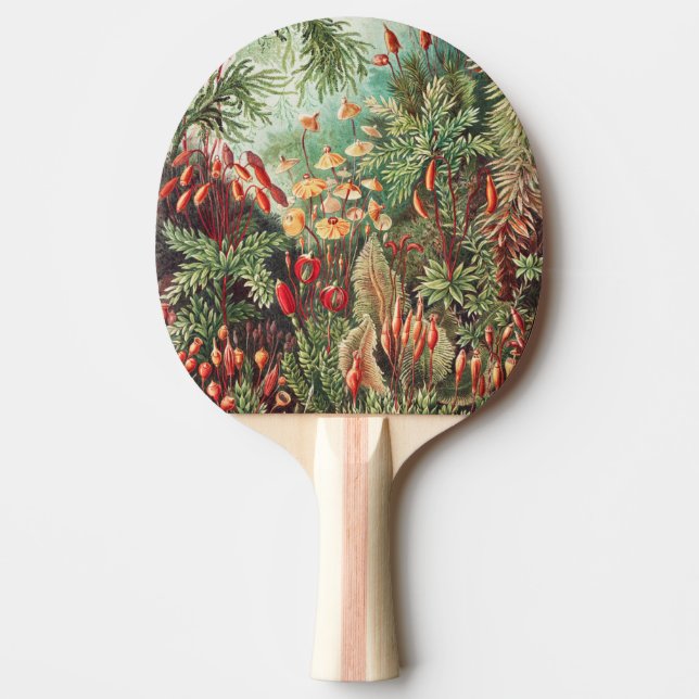 Mossor, Muscinae Laubmoose av Ernst Haeckel Pingisracket (Framsidan)