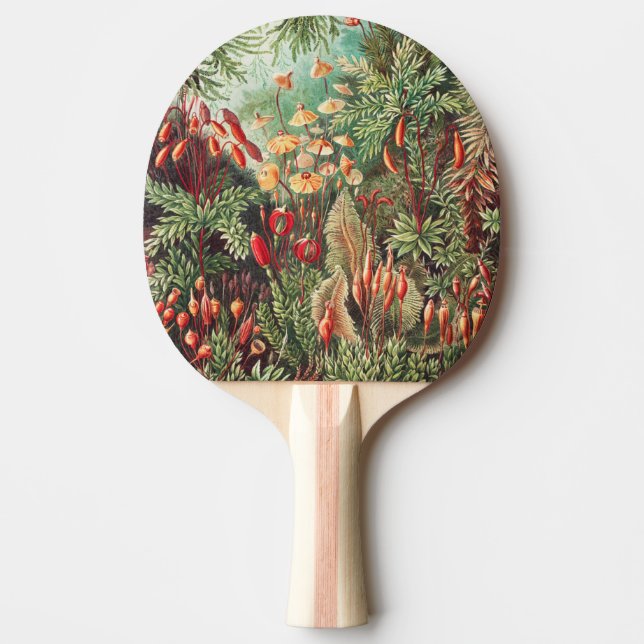Mossor, Muscinae Laubmoose av Ernst Haeckel Pingisracket (Framsidan)